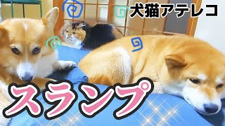 【犬猫アテレコ】不穏な留守番