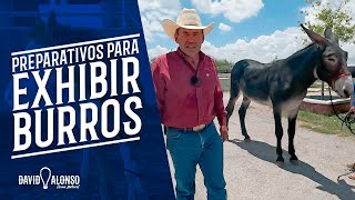 Preparativos para Exhibir Burros