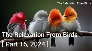 Part 16, 2024 // The Relaxation From Birds