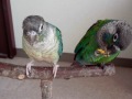 ウロコインコ：チビハル 【奪われたみかん】 hs conure tangerine that was deprived