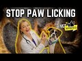 Stop Paw Licking for Good with at home remedies!  Vet Dr. Lindsay Butzer explains!