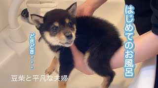 豆柴子犬　どきどきはじめてのお風呂