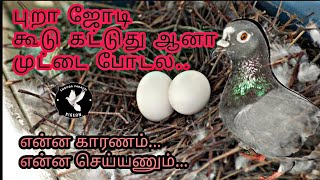 புறா கூடு கட்டுது முட்டை இடல அதுக்கு இது தான் காரணம் | Ennoda paravai