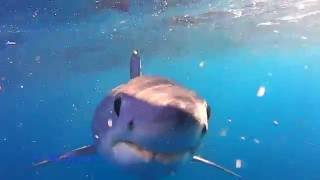 Close encounters with a Mako Shark