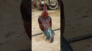 part 1 | Lakha aseel murga | best aseel breeder | temper tail aseel | Sonu #murga #pets #birds