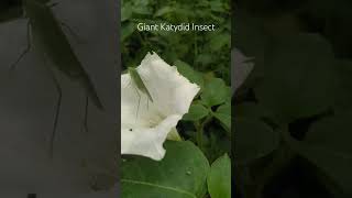 Giant Katydid Insect in Aravali hills After Rain#aravalihills #nature