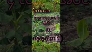 #ငှက်ပျောစိုက်ပျိုးရေး#တနိုင်တပိုင်စိုက်ပျို#fruitsexport #စိုက်ပျိုးရေး #importexportchina #banana