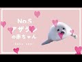 【萌えキュン】ふわふわ！もふもふ！かわいい動物8選