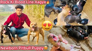 Finally Rock Ki Blood Line Aagye😍Newborn Puppies Hua🐶|| Chota Packet Puppy🔥