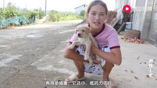 【湘妹小北】親戚家送來的拉布拉多幼犬，讓小北手足無措