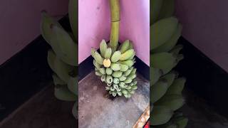 Bananas 😋😋 কলা#shorts #food #streetfood #youtubeshorts #reels #trending #tiktok #viral