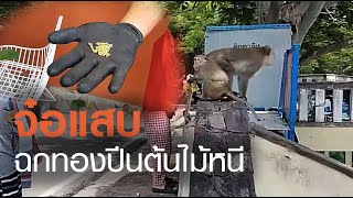 ลิงเขาสามมุกฉกทองนทท. | TNN ข่าวเย็น | 22-06-20