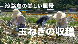 淡路島の美しい風景（玉ねぎの収穫）