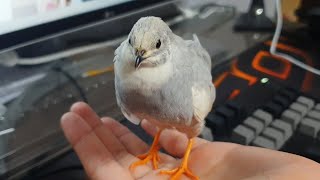 수컷 미니메추리의 하울링. button quail​