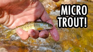 Fishing a Tiny Creek for Micro Trout (Tenkara Fly Fishing)