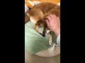 いちかさん、急なスイッチの切り替え。【柴犬】【shiba inu】