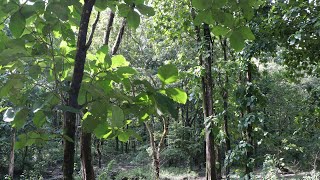 Birds Chirping in the forest of Bandapani #shorts Full Episode- https://youtu.be/k2B7R8Ny0QU