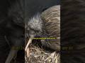 Kiwi 🐦 The Bird Who Fits In Your Palm | Wild World Official1