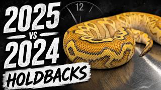 You Haven't Seen These Holdbacks Yet! | 2024–2025 Ball Python Collection