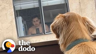 Golden Makes Friends With His Neighbor On The Opposite Balcony | The Dodo Soulmates