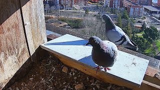 EN LA BOCA DEL LOBO · Halcón peregrino, Zamora, Castilla y León, España.