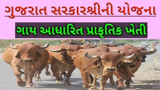 દેશી ગાય આધારિત સંપૂર્ણ પ્રાકૃતિક ખેતી|| ATMA||