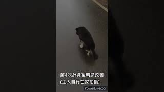 犬椎間盤疾病》毛小孩也能中醫治療(小米動物醫院)