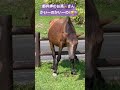 都井岬のぉ馬さんが自由すぎた🤩🐴