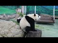 20211115 彪爸鋼盆誘圓寶 搶冰硬把圓圓擾 午餐 giant panda yuan yuan u0026 yuan bao