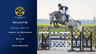 07 Atlantis (Aganix du Seigneur x Quinar) stallion, 2017