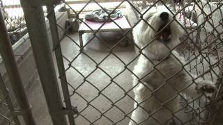 Kankakee County Humane Foundation