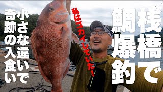 【宇和海】「餌を変えたら釣果一変！大きな鯛が次々釣れたのだ！」【浮桟橋】