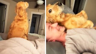 Dog Hilariously Trust-Falls Onto Her Owner