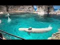 2024 12 31 ベルーガの公開トレーニング【10 30の回】@名古屋港水族館