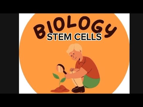 Stem Cells Youtube