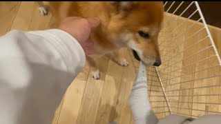 いつも靴下を奪いにくる柴犬にあえて靴下を履かずに登場してみた