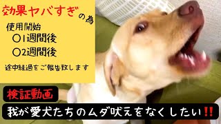 【検証動画】ムダ吠え防止マシーンの効果スゴすぎ！