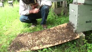 Abeilles. Un essaim entre dans une petite ruche