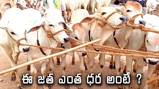 ఇలాంటి దూడలు ఎప్పుడు రాలేదు సంత కి | MIlk Teeth Bulls Videos | Ox For Forming | Ieeja Santha | OX