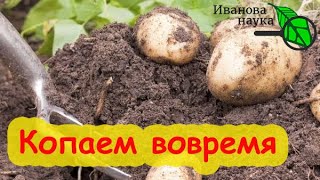 КОГДА КОПАТЬ КАРТОФЕЛЬ. Универсальные сроки выкопки картофеля при заражении фитофторозом.