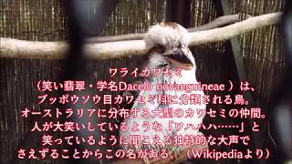 ワライカワセミの笑い方  笑翠鸟 Laughing kookaburra