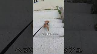 会いたくて障害を乗り越えた犬ｗ【トイプードル】【多頭飼い】