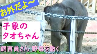 タオ🐘赤ちゃんゾウ　お外でドキドキ　飼育員さん野菜を撒く　【円山タオちゃん物語8】