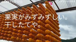 [和歌山県かつらぎ町]くしがきの里で柿を干してる所を見てきたらきれいでしたin平地区　2024年11月17日