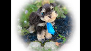 RoyalSchnauzers Tiny Toy Mini Schnauzer Puppies #puppylovers #dog #miniatureschnauzer #puppyvideos