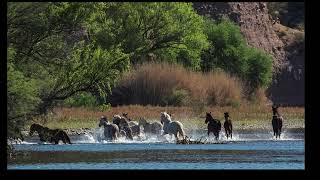 All the Pretty Horses