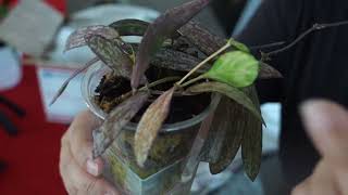 Unboxing Hoya Heuschkeliana Variegata