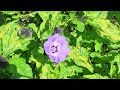 残暑続く・・・ ①オオセンナリ！ nicandra physalodes.