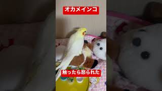 【オカメインコ】オカメインコに触ったら怒られた#shorts #オカメインコ #ペット #ルチノー #cockatiel #かわいい