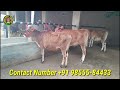 8 animals for sale 8 ਜਰਸੀ ਵਿਕਾਊ